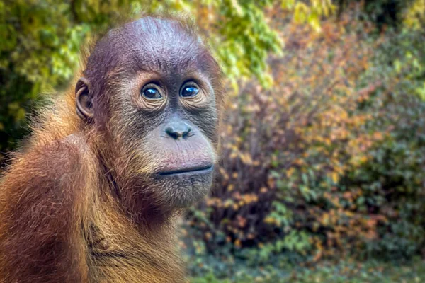 Orangotango Sentado Floresta — Fotografia de Stock