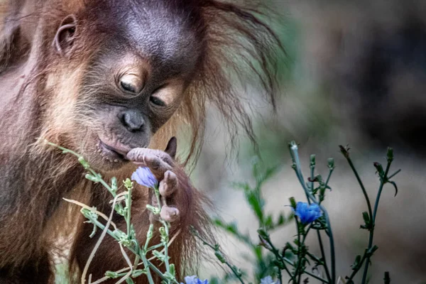 A young Orang-Utan smelling blue flowers