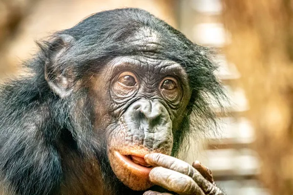 Portret Van Een Bonobo Aap Tegen Een Gouden Achtergrond Met — Stockfoto