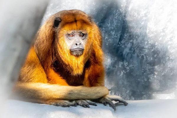 Macaco Howler Preto Descansando — Fotografia de Stock