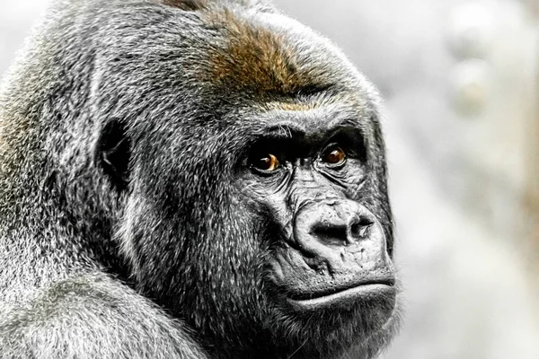 Beautiful Portrait Western Lowland Gorilla — Stock Photo, Image