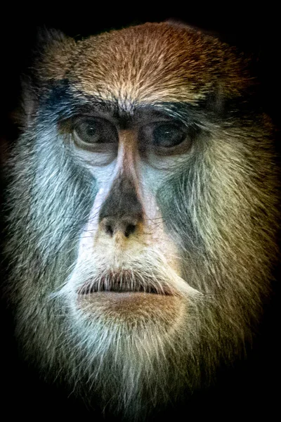 Retrato Macaco Patas Como Arte Fina — Fotografia de Stock