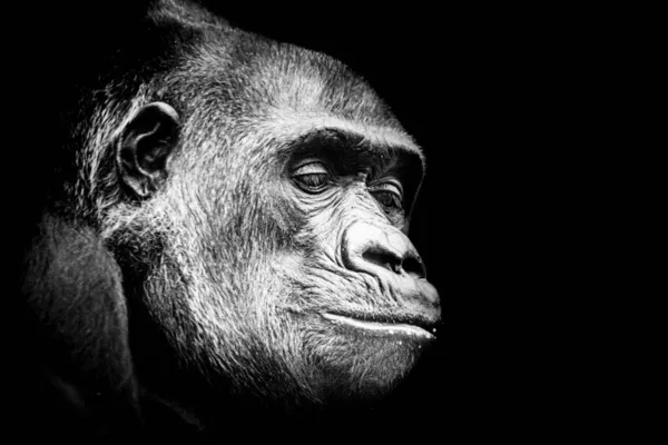 Fine Art Portrait Male Gorilla — Stock Photo, Image