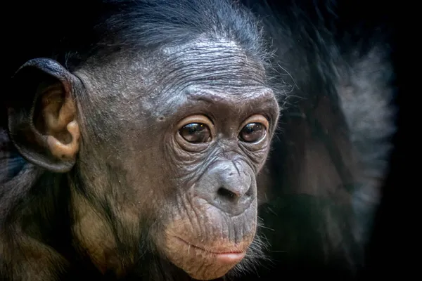 Portrait Bonobo Baby Monkey — Stock Photo, Image