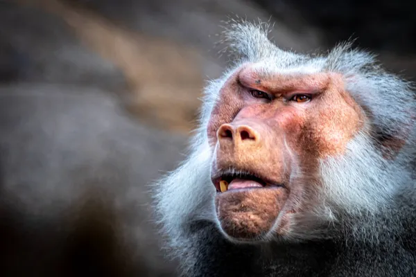 Retrato Perigoso Babuíno Masculino — Fotografia de Stock