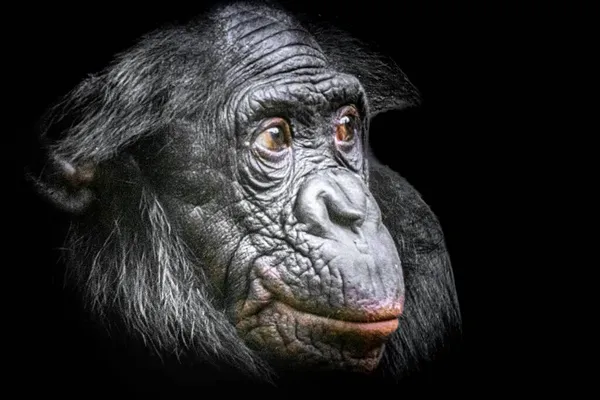 Μια Μαϊμού Μπονόμπο Κόκκινα Χείλη Αφού Έφαγε Ένα Παντζάρι — Φωτογραφία Αρχείου