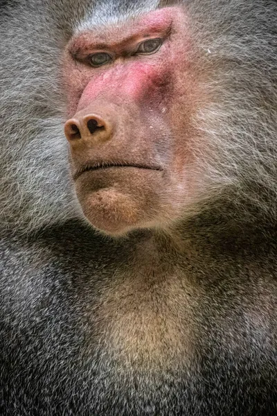 Een Grote Sterke Mannelijke Baviaan — Stockfoto