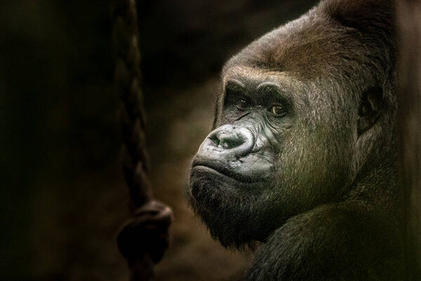 an artistic view of a large gorilla