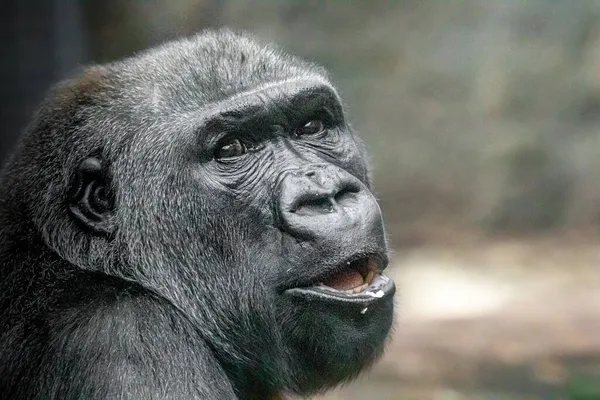 portrait of a young gorilla with his mouth opened  smiling
