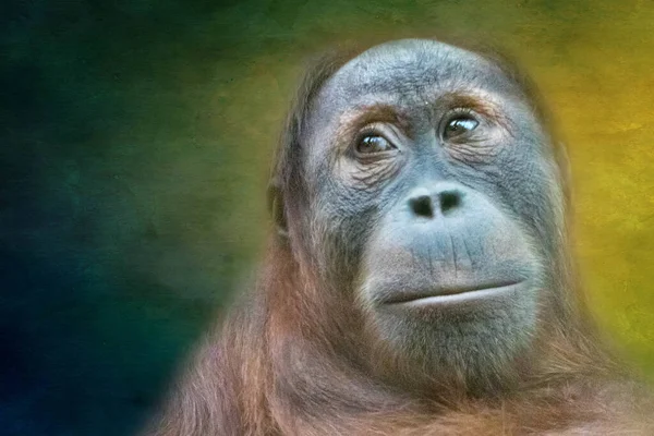 Retrato Arte Orangután —  Fotos de Stock