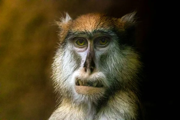 Uma Foto Arte Macaco Patas — Fotografia de Stock