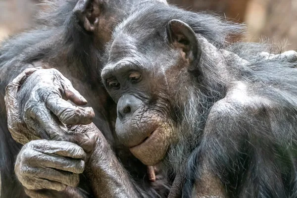 Twee Bonobo Apen Knuffelen — Stockfoto
