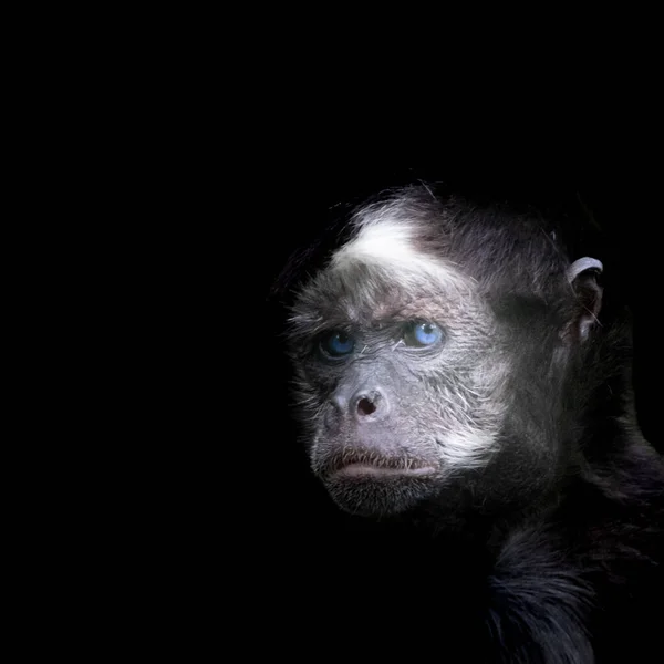 Retrato Macaco Aranha — Fotografia de Stock