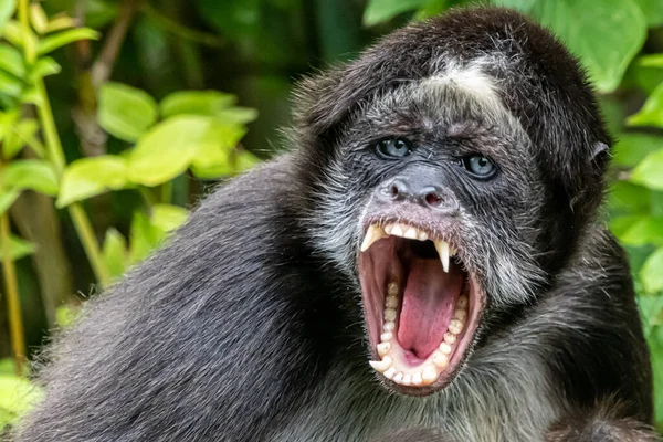 Μια Θυμωμένη Μαϊμού Αράχνη Κάθεται Ένα Δέντρο — Φωτογραφία Αρχείου