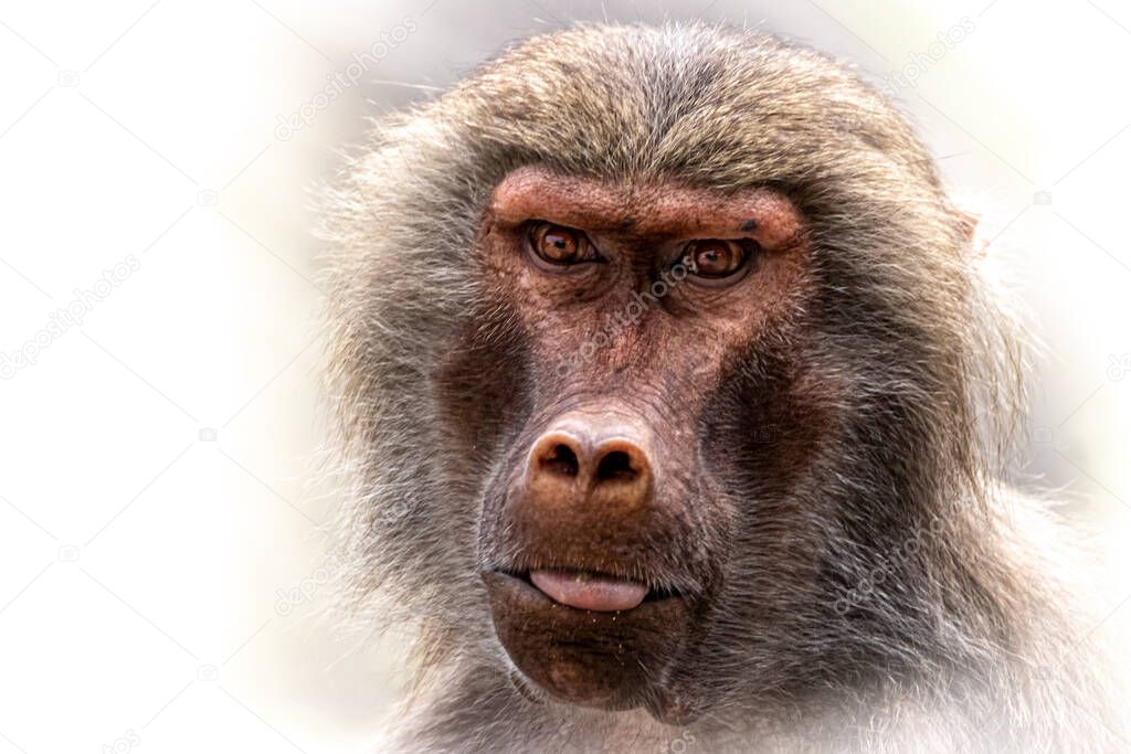 Fine Art photo of a Baboon with its tongue out