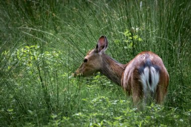 uzun otların arasında yürüyen geyik.