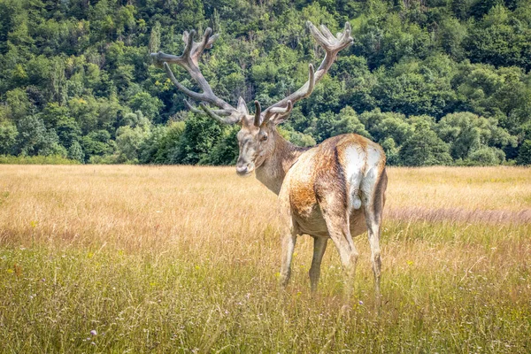 Ciervos Barbecho Caminando Través Campo Hierba Alta — Foto de Stock