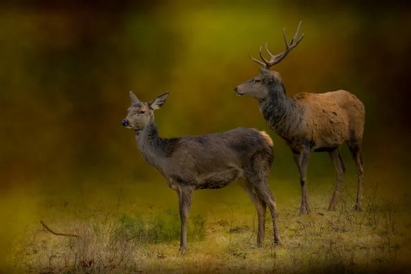 Damherten Die Door Een Grasveld Lopen — Stockfoto