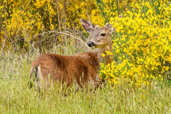 Fallow Deer Walking Field Tall Grass — Stock Photo, Image