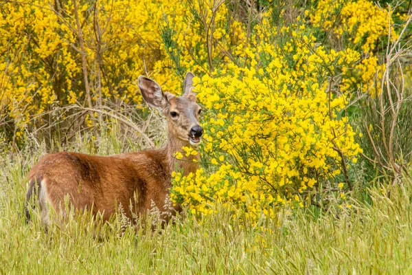 Daini Che Camminano Attraverso Campo Erba Alta — Foto Stock