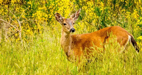 Padající Jelen Kráčející Přes Pole Vysoké Trávy — Stock fotografie