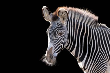 Siyah arka planda bir zebranın güzel portresi