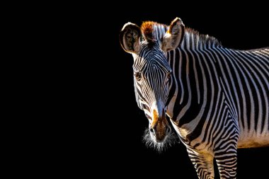 Yeşil bir arka planda kumda duran iki zebra.