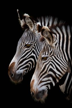 İki zebranın portresi