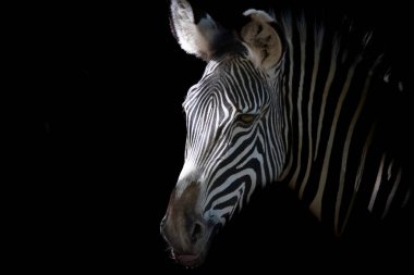 Güzel bir zebra portresi