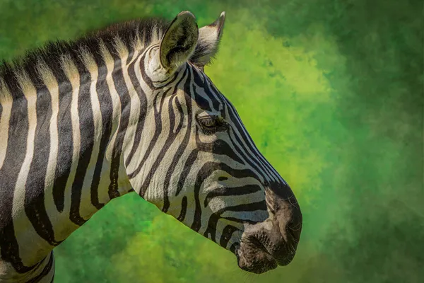 Retrato Uma Zebra Contra Fundo Verde — Fotografia de Stock