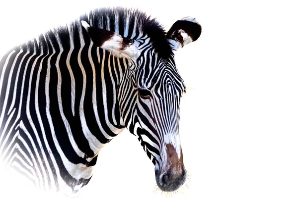 Portret Zebra Białym Tle — Zdjęcie stockowe