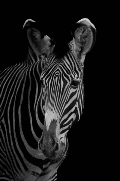Fin Bild Zebra Svart Bakgrund — Stockfoto