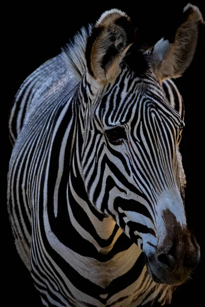 Egy Álló Zebra Portréja — Stock Fotó