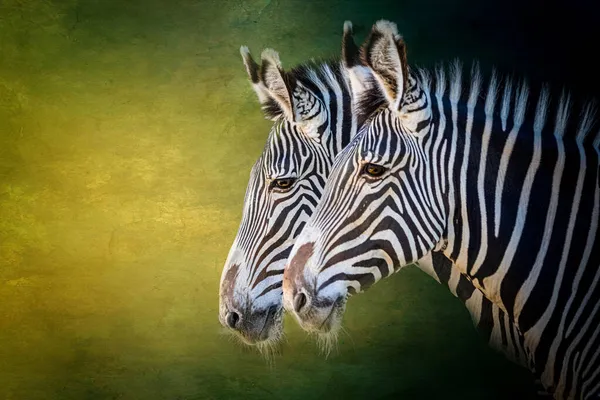 Retrato Duas Zebras — Fotografia de Stock