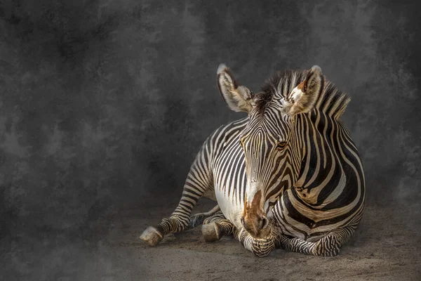 Zebra Leżąca Ziemi — Zdjęcie stockowe