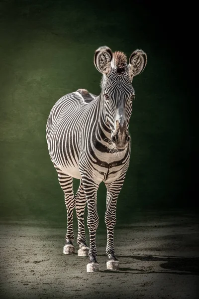 Zebra Green Background — Stock Photo, Image