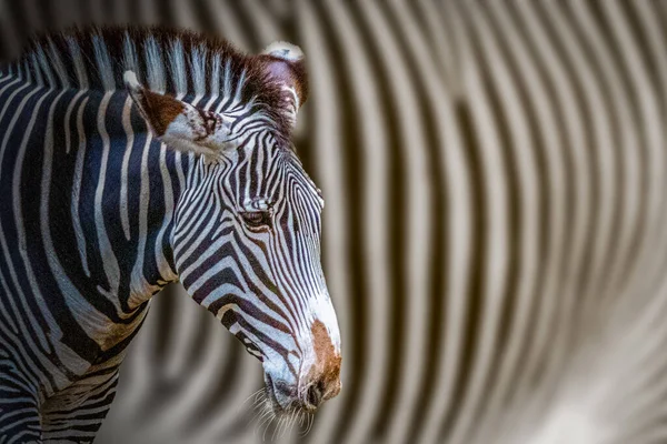 Piękny Portret Zebry — Zdjęcie stockowe