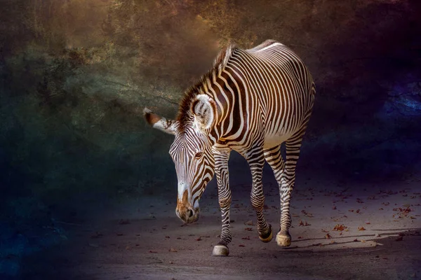 Ein Zebra Geht Mit Gesenktem Kopf lizenzfreie Stockbilder