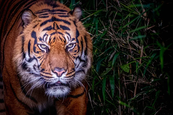 Una Tigre Che Cammina Nella Giungla — Foto Stock