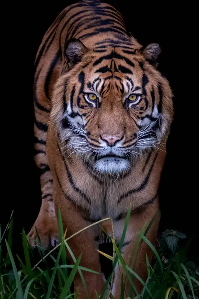 Profil Tigre Marchant Dans Herbe — Photo