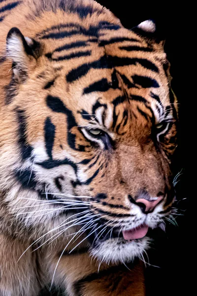 Portrait Tigre Art — Photo