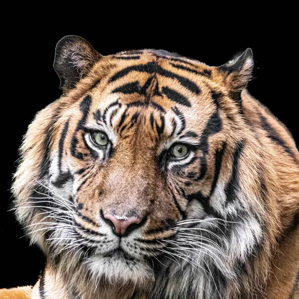 Indian Tiger Före Svart Bakgrund — Stockfoto