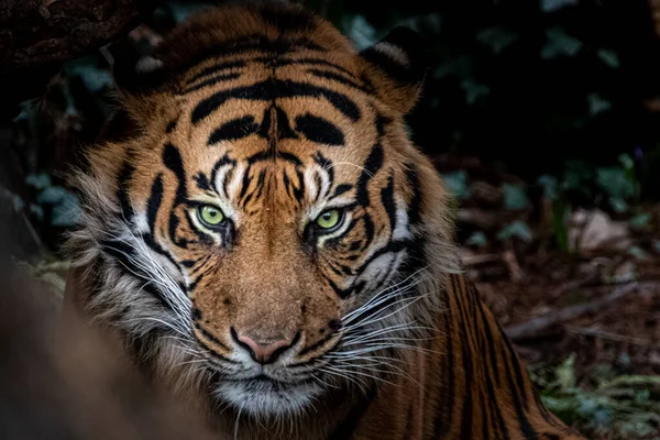 Bella Foto Stock Una Tigre Nascosta Tra Cespugli — Foto Stock