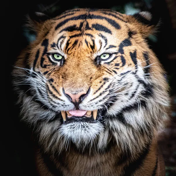 Красивий Стоковий Фотопортрет Тигра — стокове фото