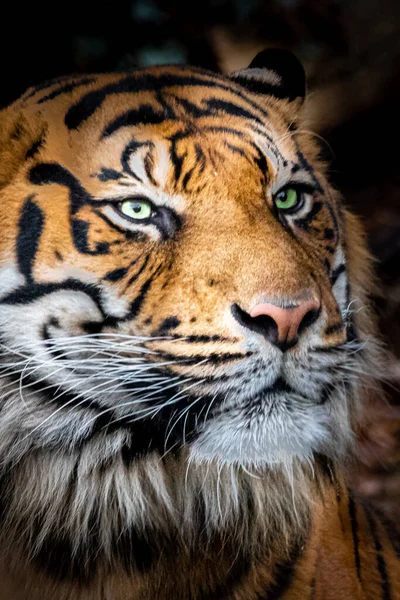 Mooie Stock Foto Portret Van Een Tijger — Stockfoto