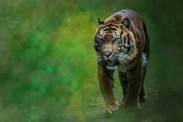 a tiger walking on a jungle path