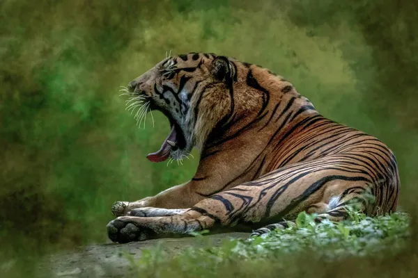 Retrato Tigre Rugiente Tendido Hierba — Foto de Stock