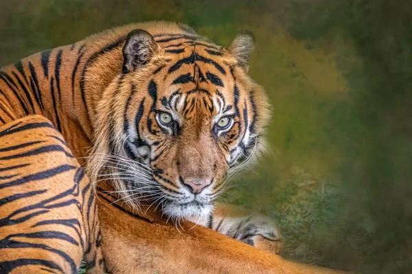Egy Nyugvó Tigris Portréja — Stock Fotó