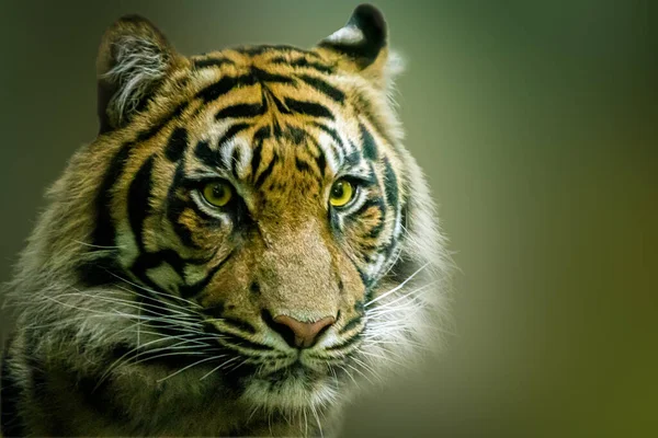 Retrato Tigre Com Olhos Brilhantes — Fotografia de Stock