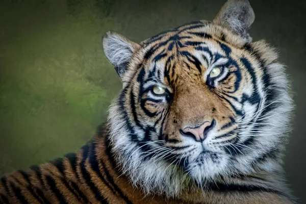 Portret Tygrysa Zielonym Tle — Zdjęcie stockowe